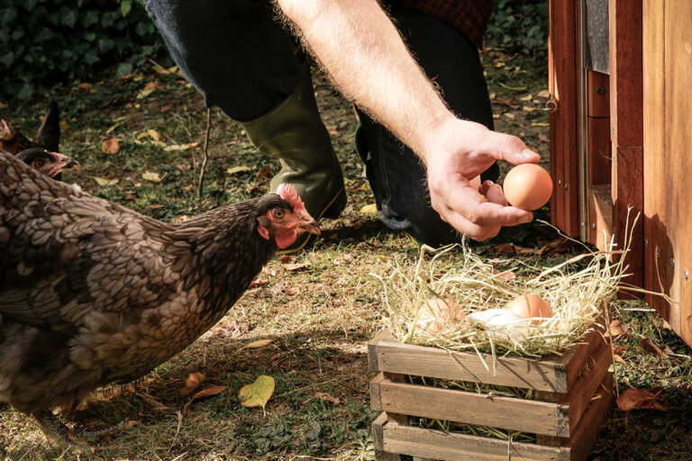 Free-range-chicken-hand-holding-hens-egg