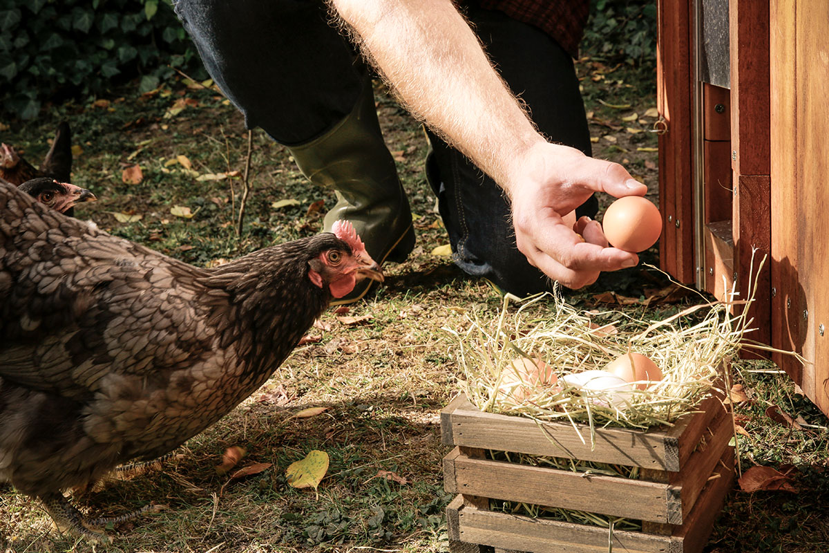 Free-range-chicken-hand-holding-hens-egg
